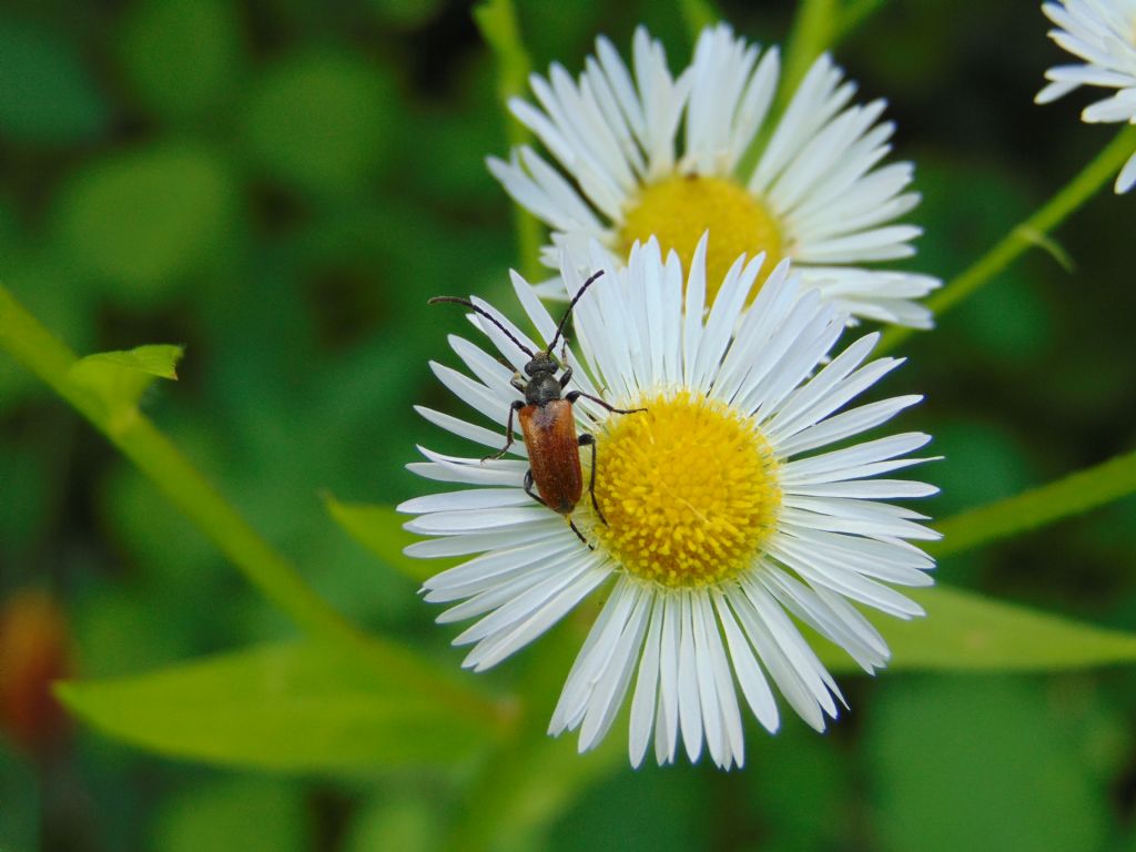 Cerambycide: Pseudovadonia livida